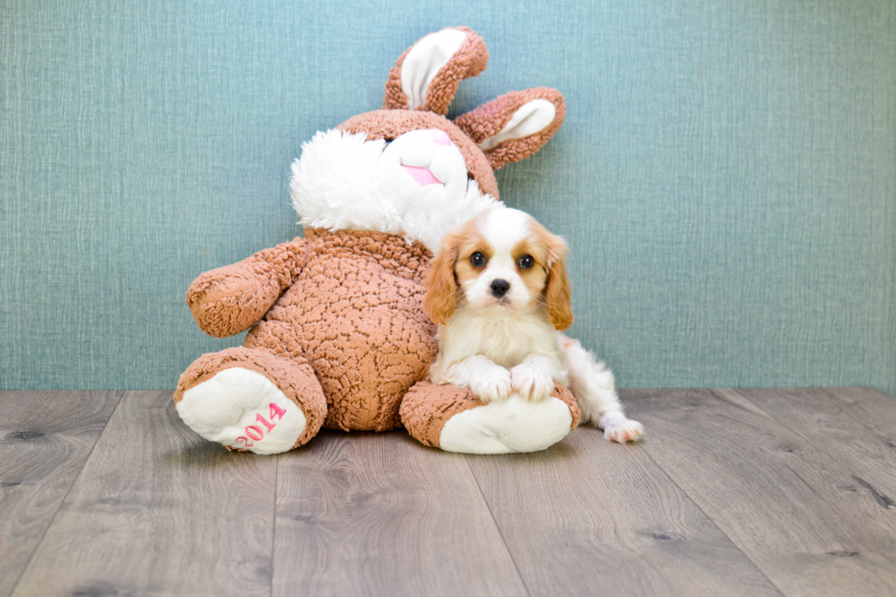 Cavalier King Charles Spaniel Pup Being Cute