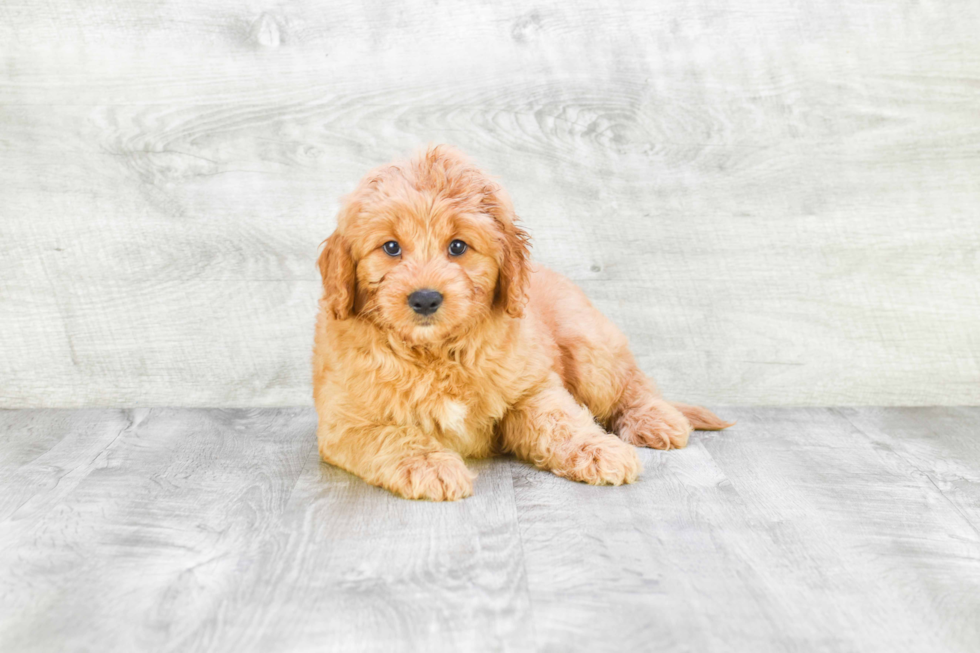 Mini Goldendoodle Pup Being Cute