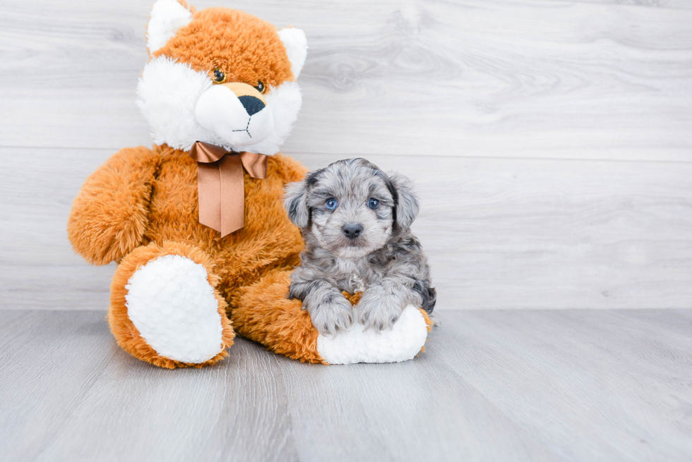 Best Mini Aussiedoodle Baby