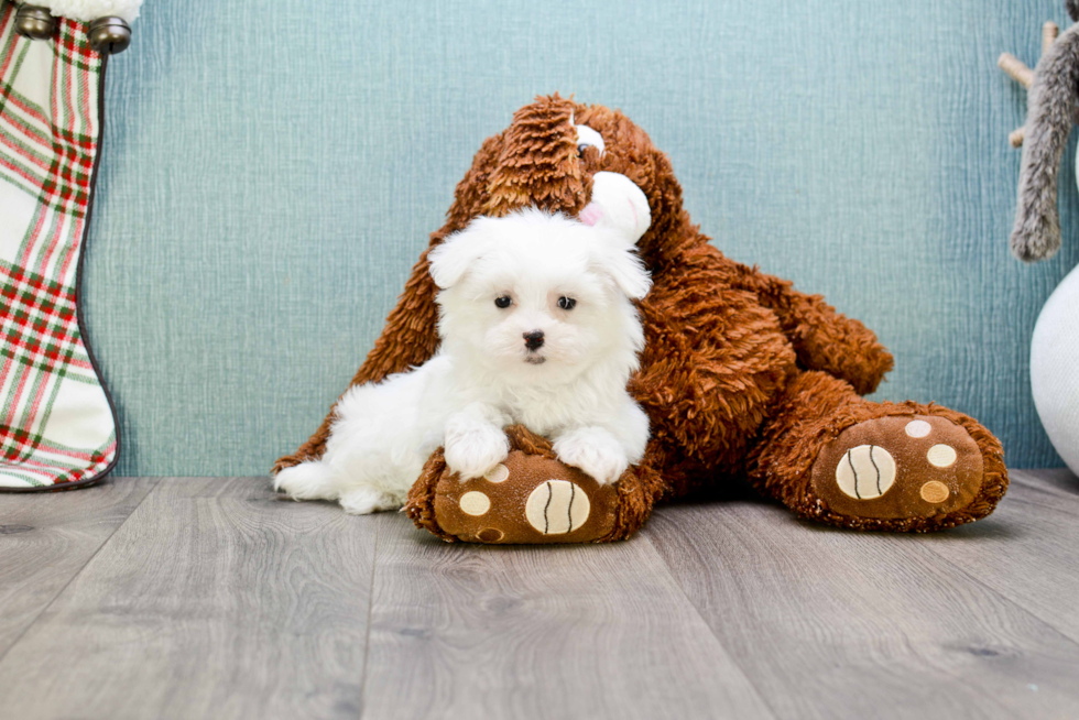 Smart Maltese Purebred Puppy