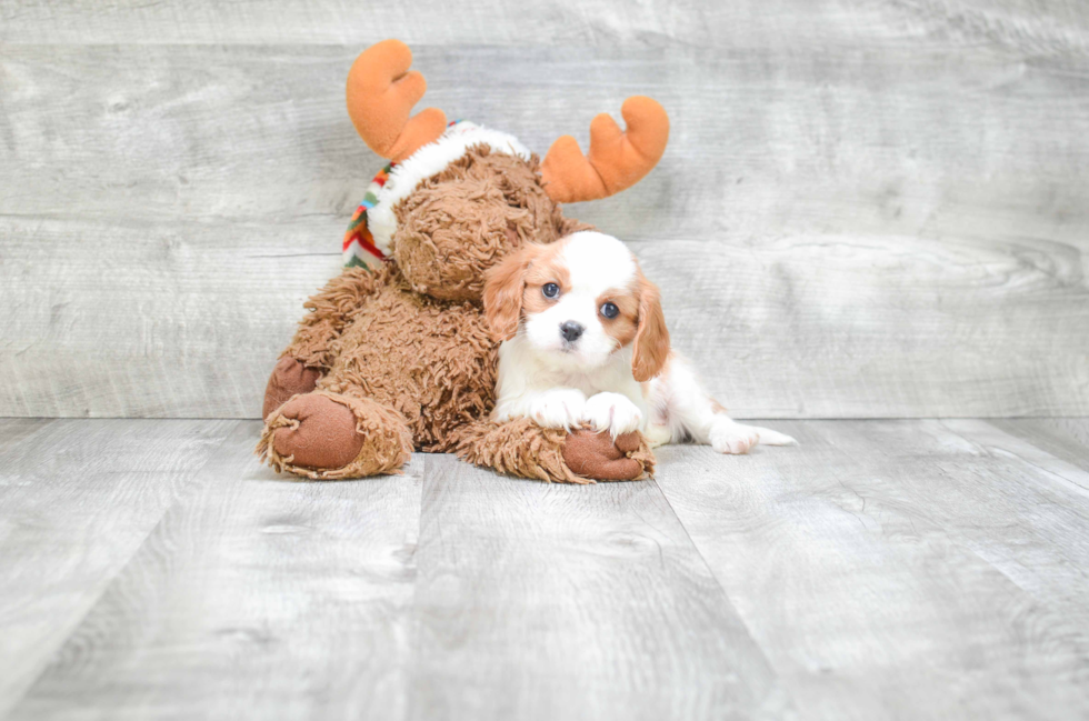 Cavalier King Charles Spaniel Puppy for Adoption