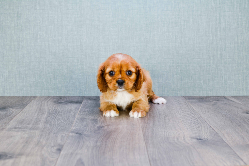 Little Cavalier King Charles Spaniel Purebred Pup