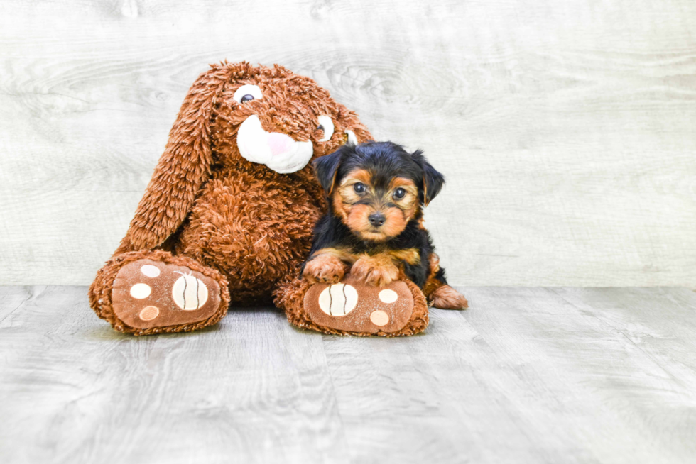 Meet Timmy - our Yorkshire Terrier Puppy Photo 