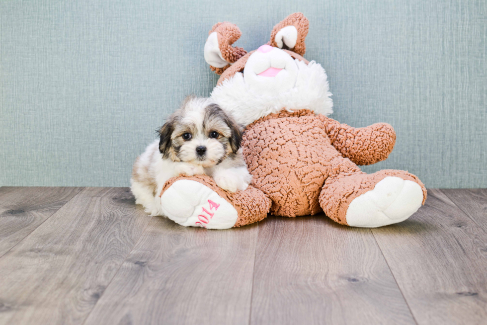 Teddy Bear Pup Being Cute