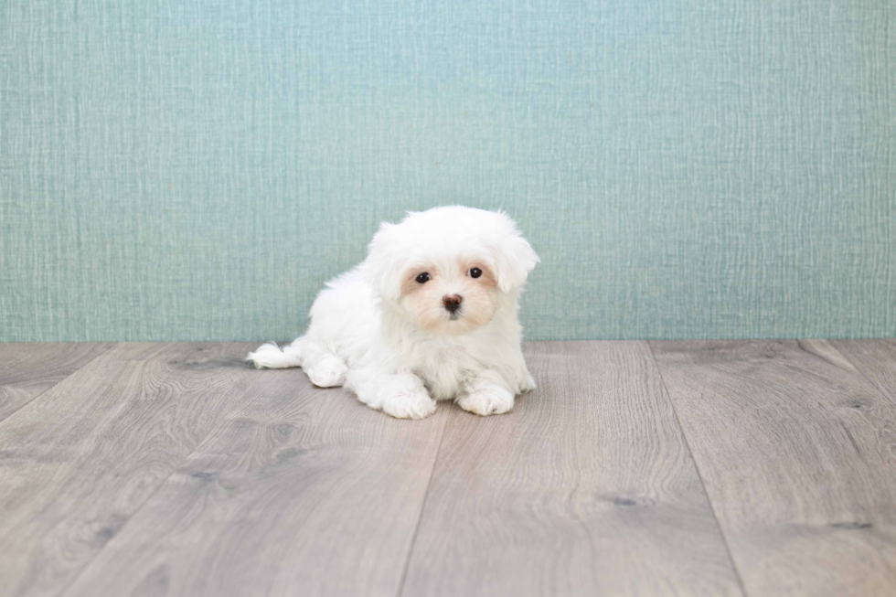 Cute Maltese Purebred Puppy