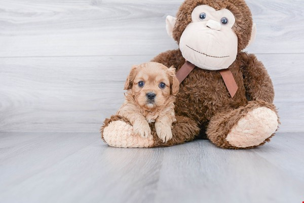 Best Cavapoo Baby