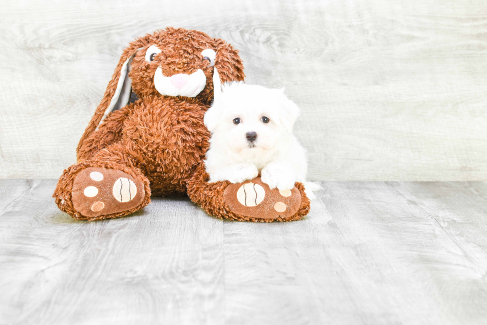 Hypoallergenic Maltese Baby