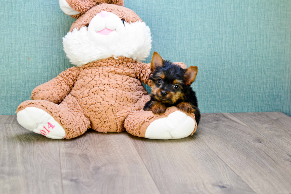 Meet Rascal - our Yorkshire Terrier Puppy Photo 