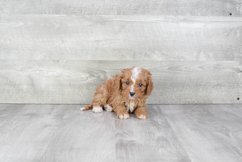 Cavapoo Puppy for Adoption