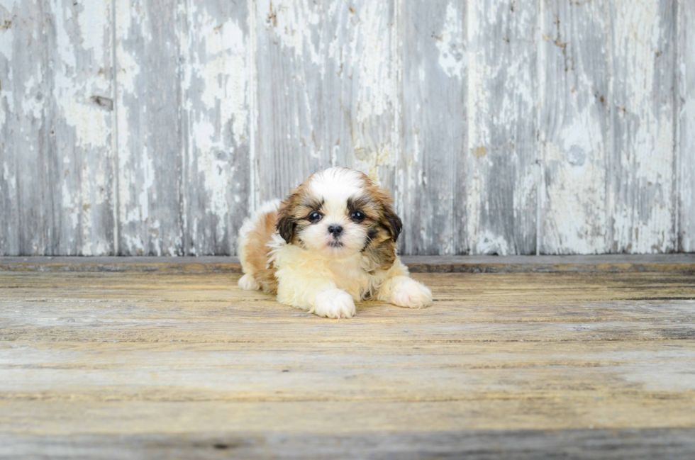 Teddy Bear Pup Being Cute