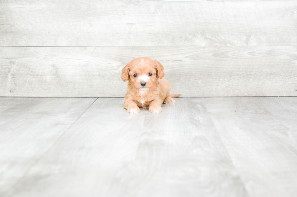 Friendly Cavapoo Baby