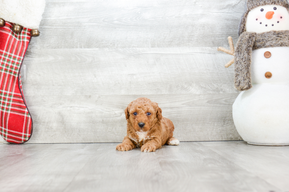 Happy Pudle Purebred Puppy