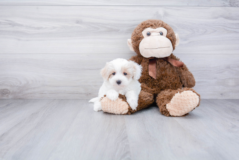 Maltipoo Pup Being Cute