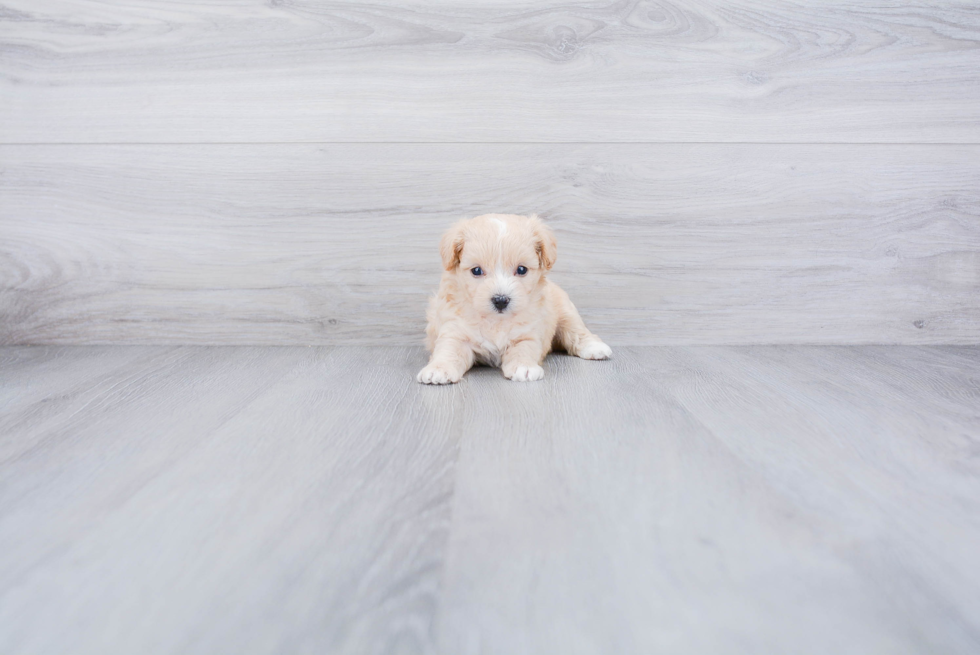 Maltipoo Puppy for Adoption