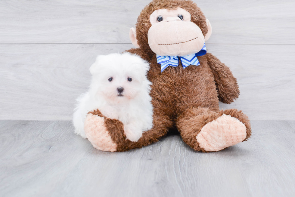 Friendly Maltese Baby