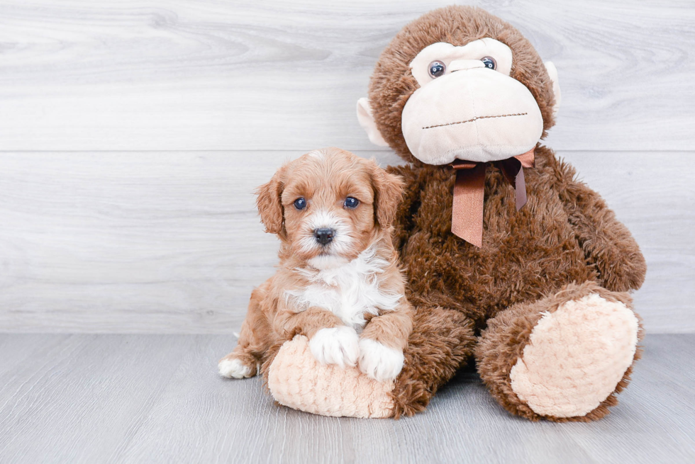 Cavapoo Puppy for Adoption