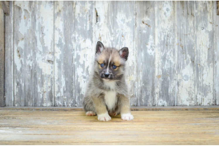 Best Pomsky Baby