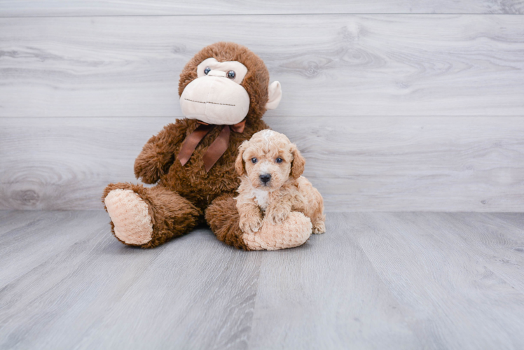 Small Poodle Baby