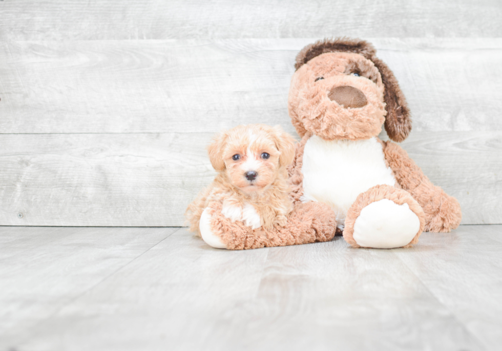 Maltipoo Puppy for Adoption