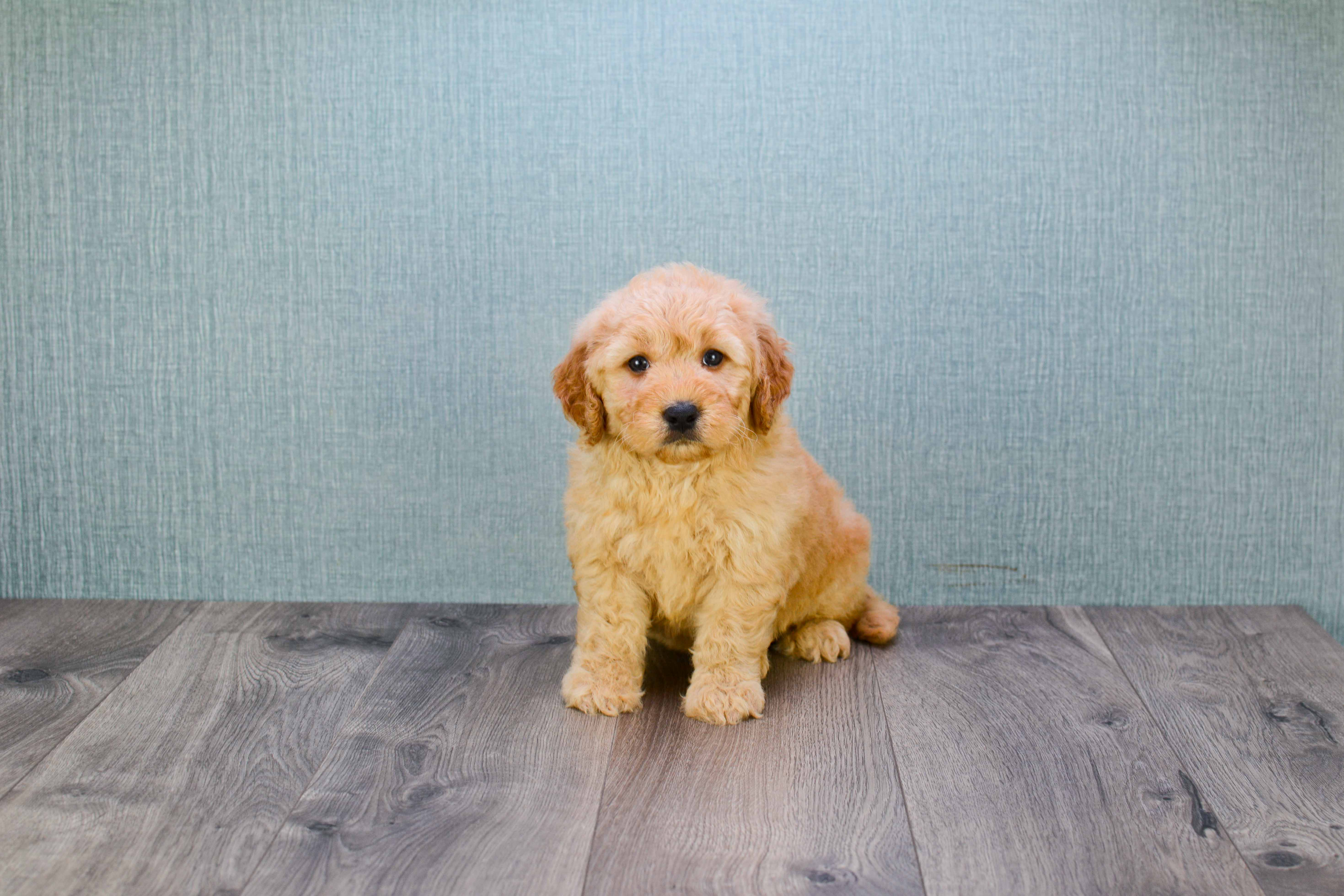 Friendly Mini Goldendoodle Baby