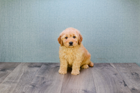 Friendly Mini Goldendoodle Baby