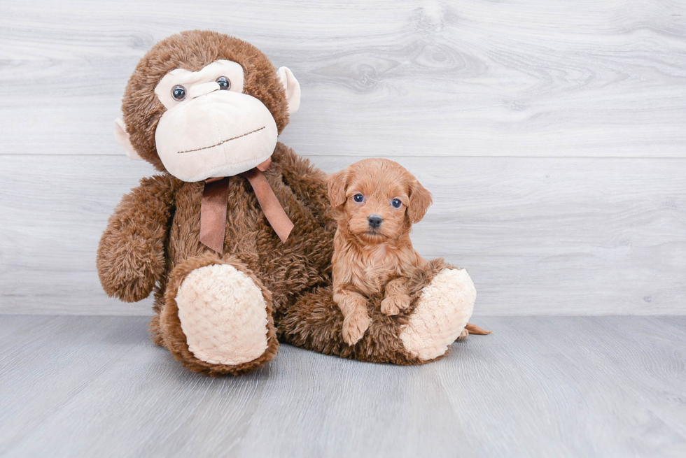 Energetic Cockerpoo Poodle Mix Puppy