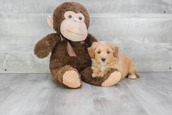 Popular Mini Bernedoodle Poodle Mix Pup