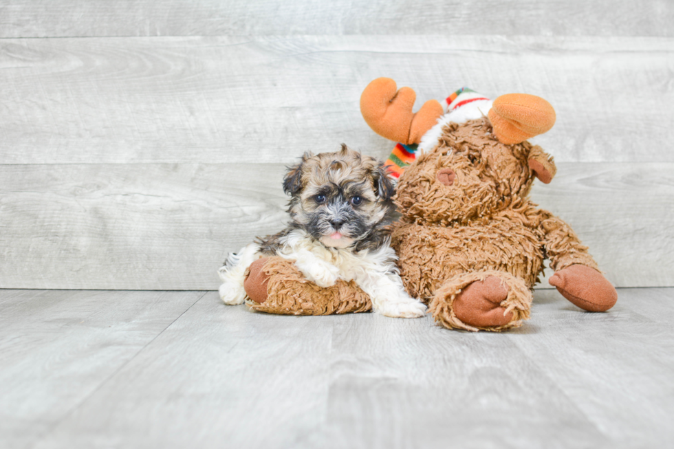 Havanese Pup Being Cute