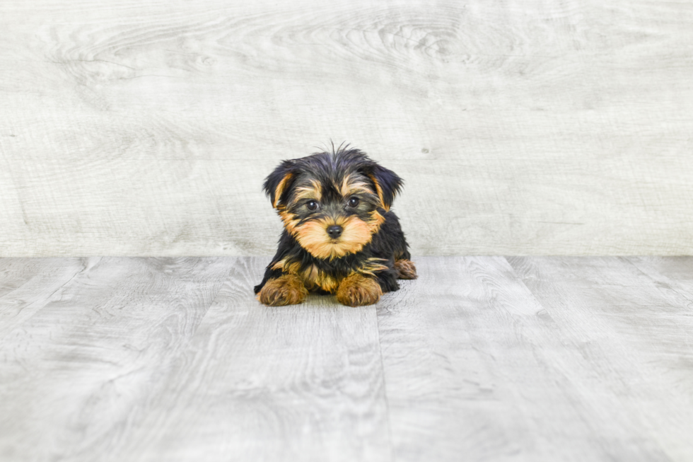 Meet Avery - our Yorkshire Terrier Puppy Photo 