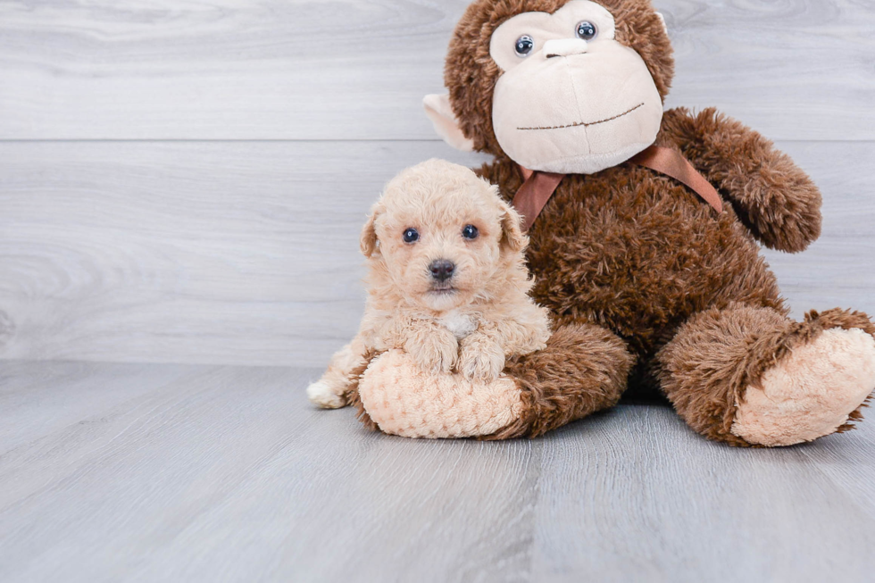 Maltipoo Pup Being Cute