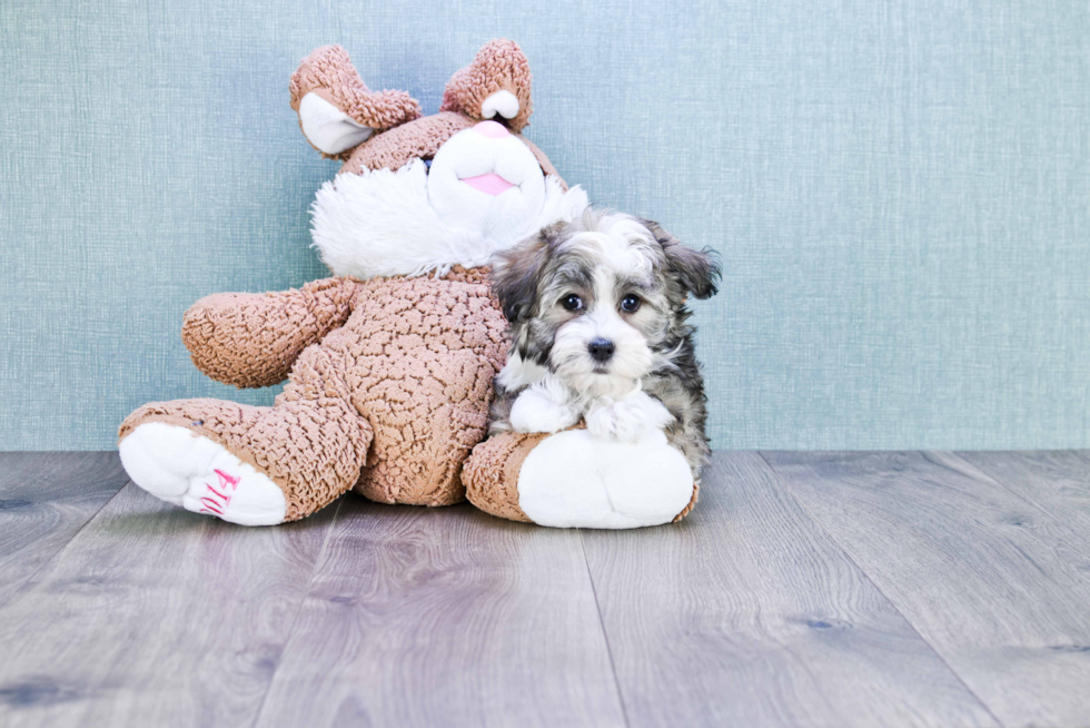 Hypoallergenic Havanese Baby