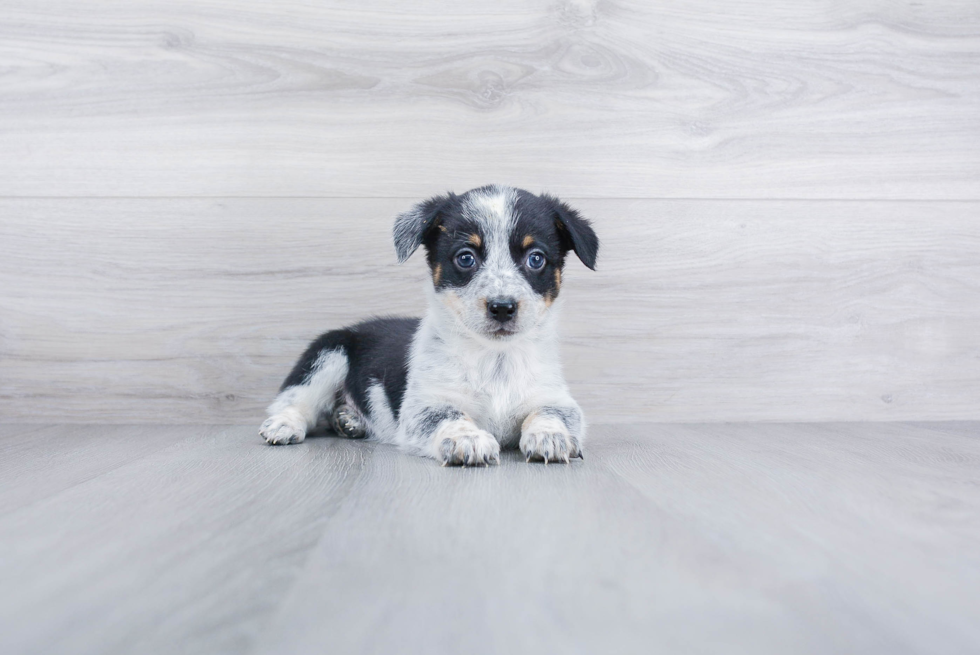 Cowboy Corgi Pup Being Cute