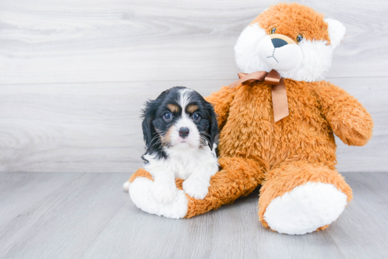 Small Cavalier King Charles Spaniel Baby