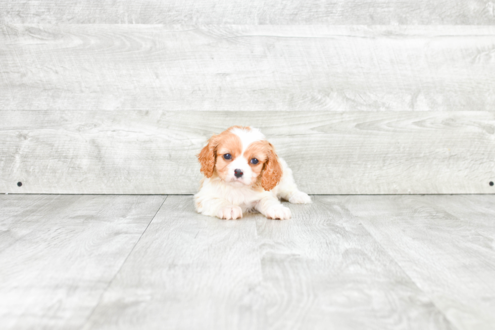 Cavachon Puppy for Adoption