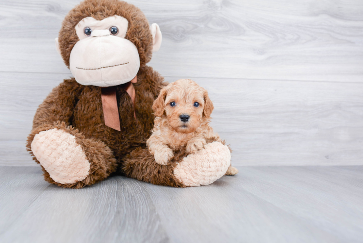 Cavapoo Puppy for Adoption