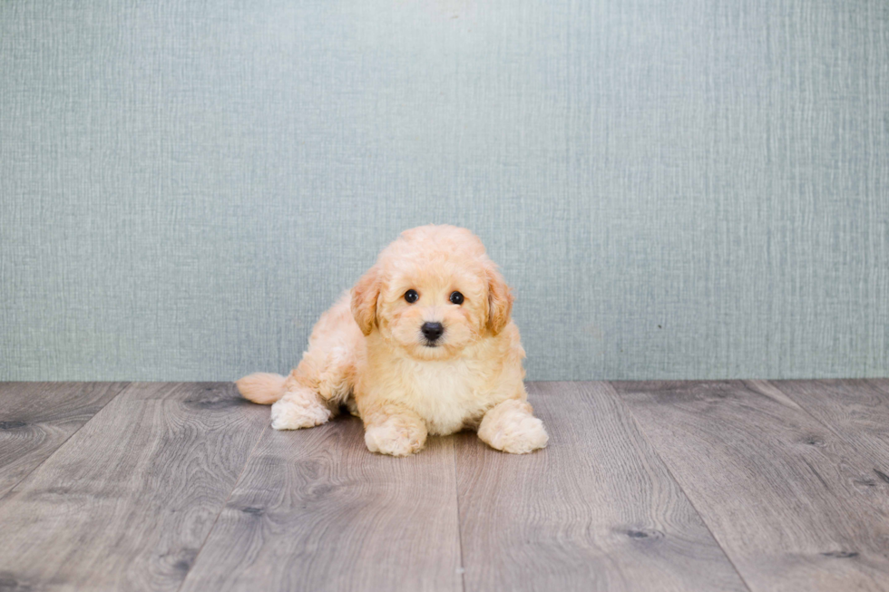 Funny Maltipoo Poodle Mix Pup