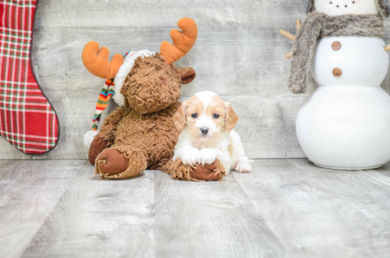 Best Cavachon Baby