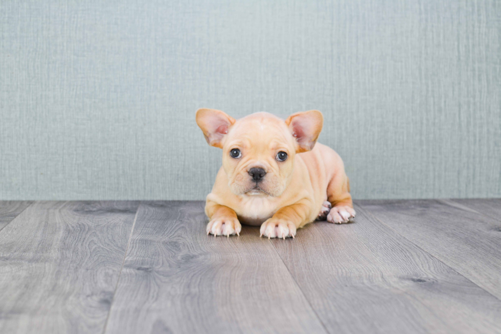 French Bulldog Pup Being Cute