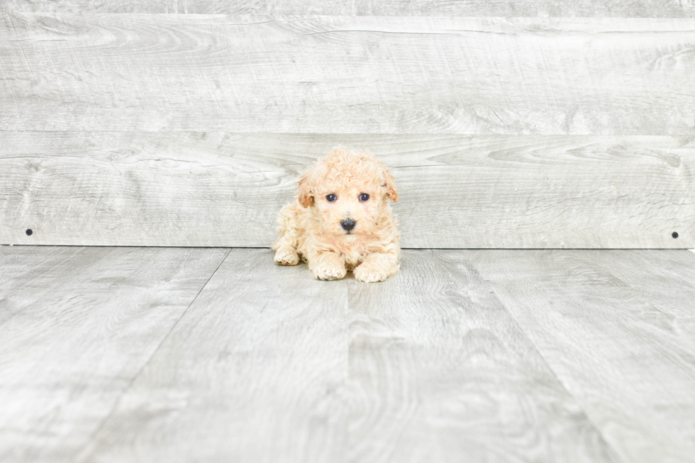 Maltipoo Puppy for Adoption