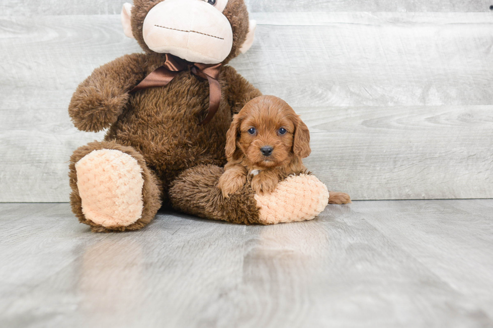 Smart Cavapoo Poodle Mix Pup