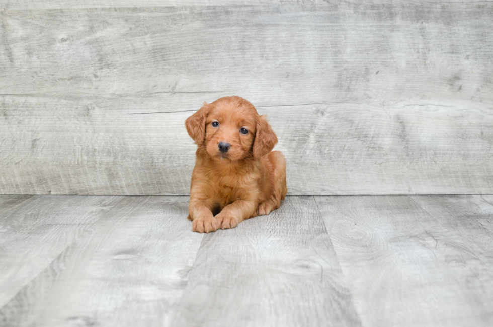 Cute Mini Goldendoodle Baby