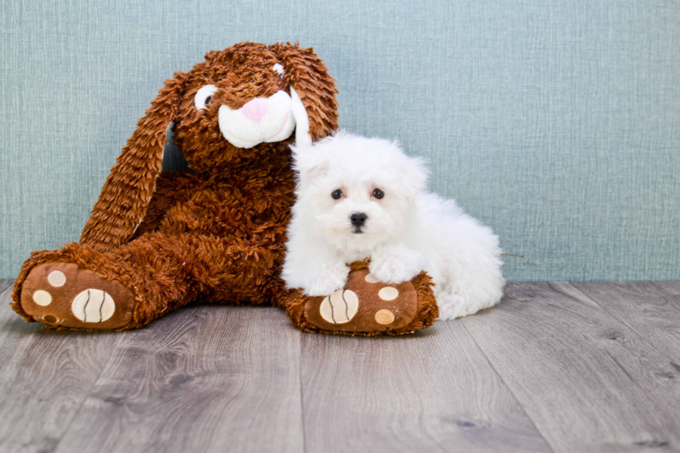 Best Maltipoo Baby