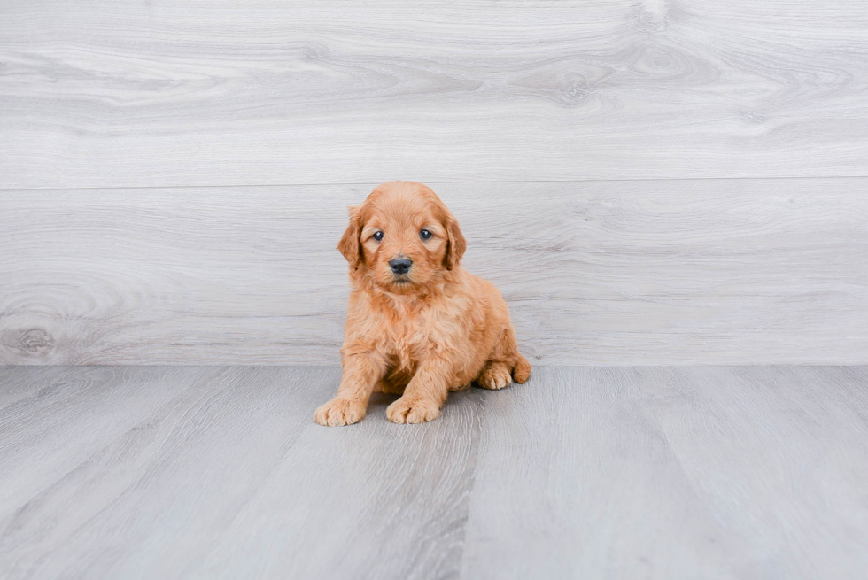 Best Mini Goldendoodle Baby
