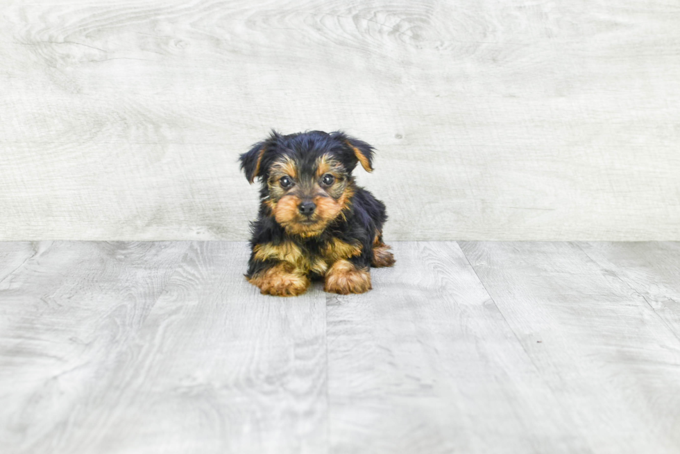 Meet Jeremy - our Yorkshire Terrier Puppy Photo 