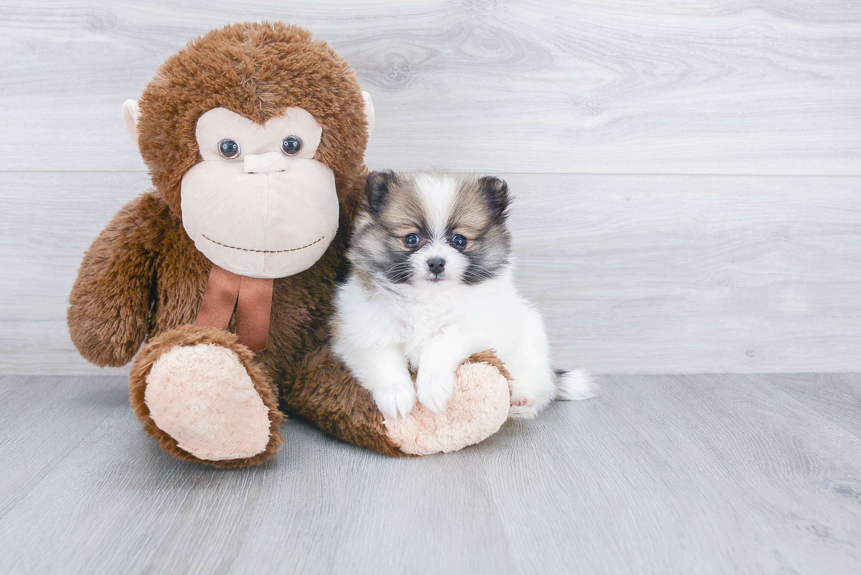 Pomeranian Pup Being Cute