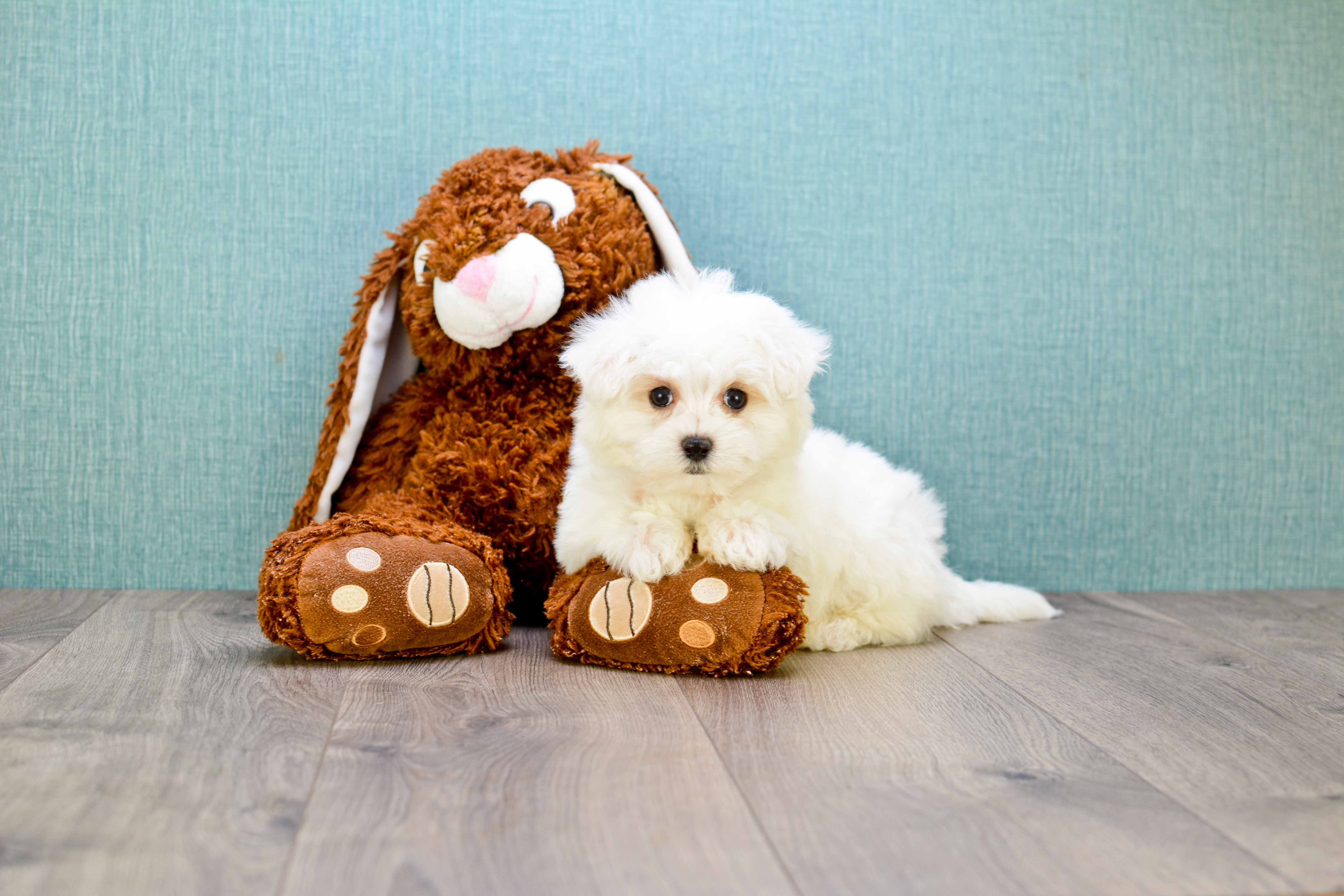Hypoallergenic Maltese Baby