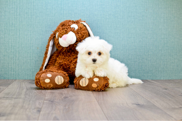 Hypoallergenic Maltese Baby