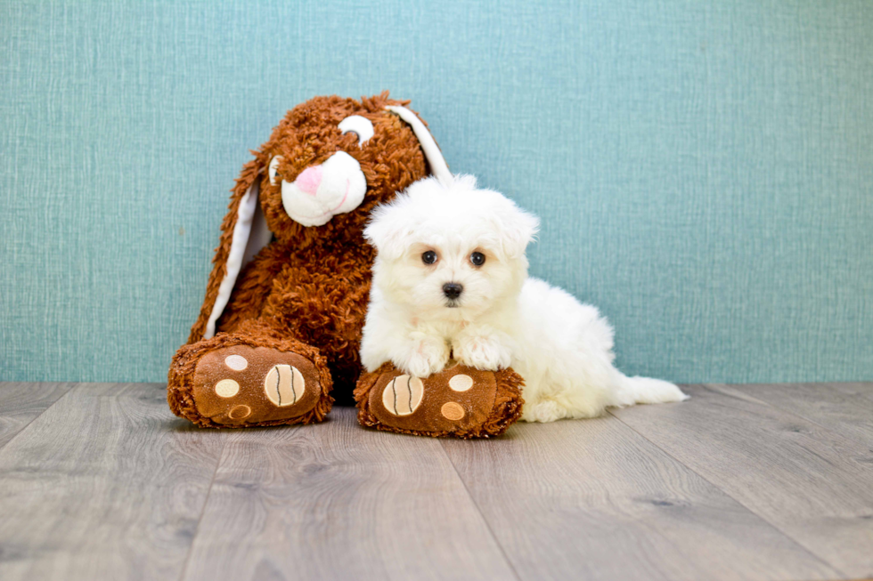 Hypoallergenic Maltese Baby