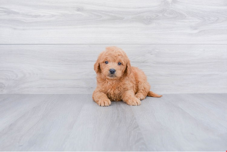 Playful Golden Retriever Poodle Mix Puppy