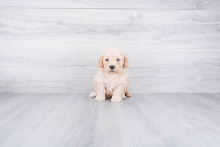 Small Mini Goldendoodle Baby